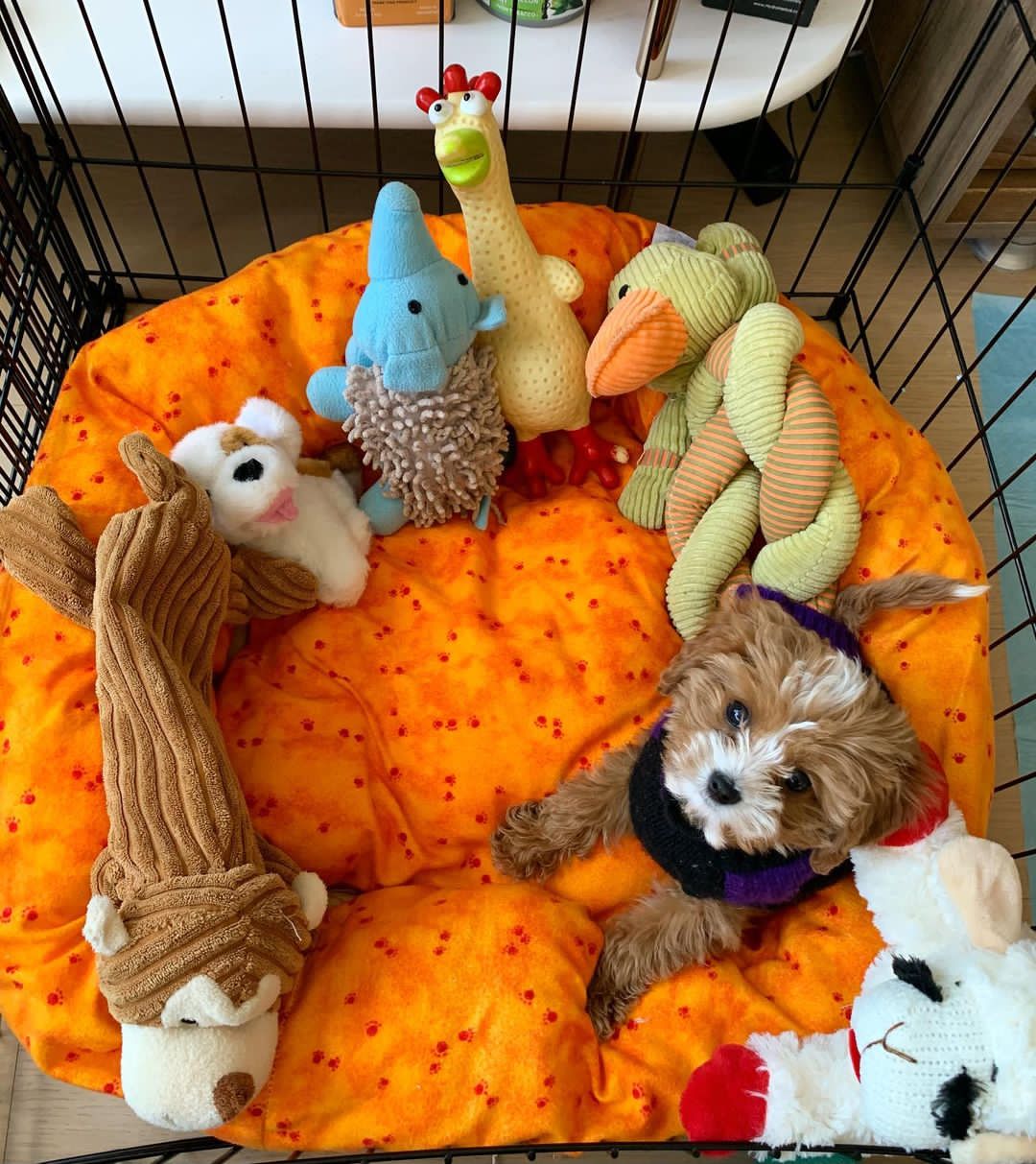Maltipoo
